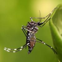 Mutirão contra o Aedes acontece neste sábado no bairro Itamaraty