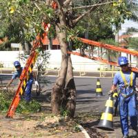 Poda de árvores nas vias públicas continua nesta semana