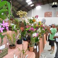 20ª Exposição Nacional reuniu mais de mil exemplares de orquídeas em Leme