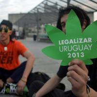 Foto Divulgação: Uruguai aprova Lei da Maconha